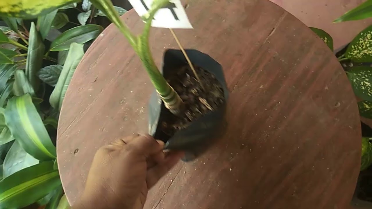 Plant sale 29🥀 එන්න මල් පැල ගන්න🏵 Whatsup number 0713609685 message or call 📞