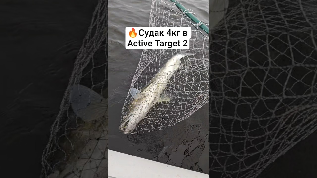 Пелагический судак в Актив Таргет 2 от Лоуренс.