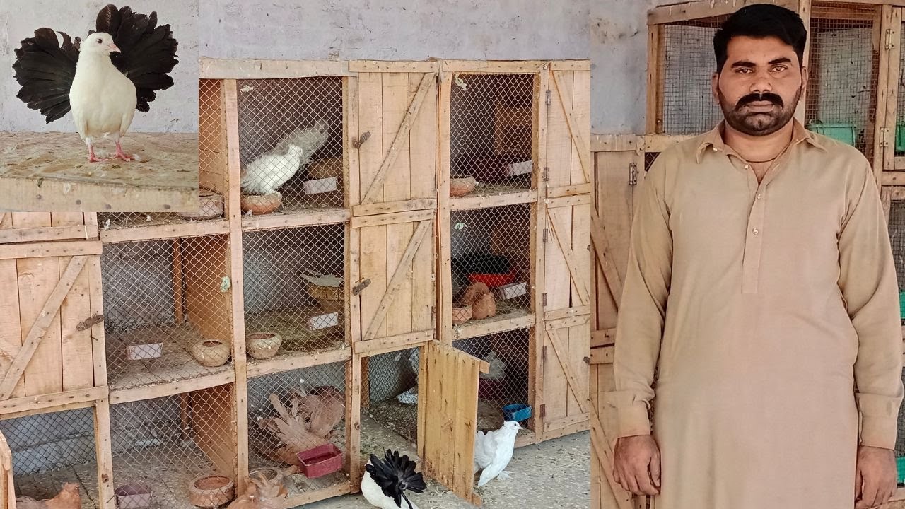 Visit at Ahmed Birds House in Faisalabad | Imported Fancy Pigeon Farm in Faisalabad