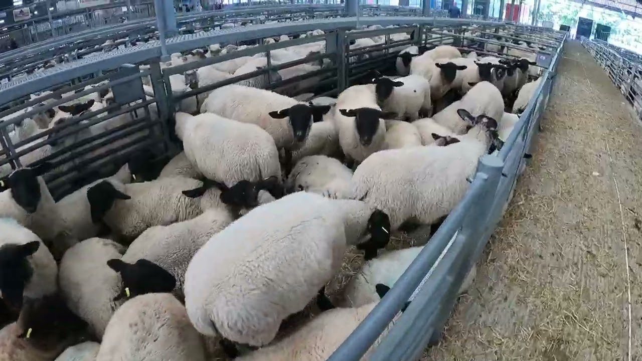 The LARGEST  livestock market in Southeast England