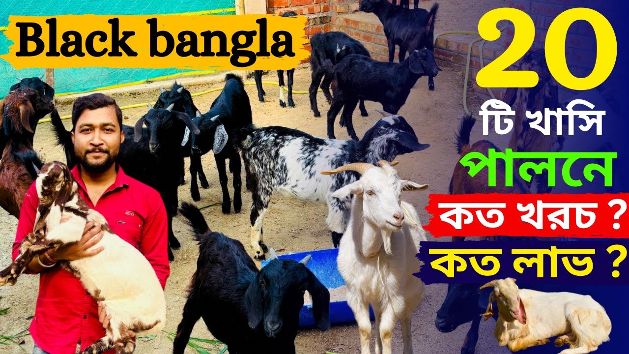20 টি ব্ল্যাক বেঙ্গল খাসি ছাগল পালনে কত খরচ কত লাভ?.