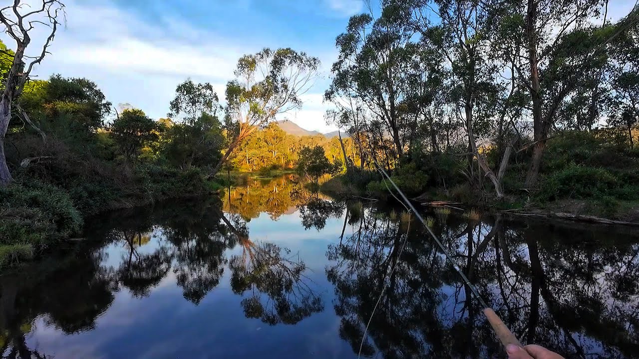 Fly Fishing Adventure. Fishing For Trout, Redfin (Perch) And Goldfish