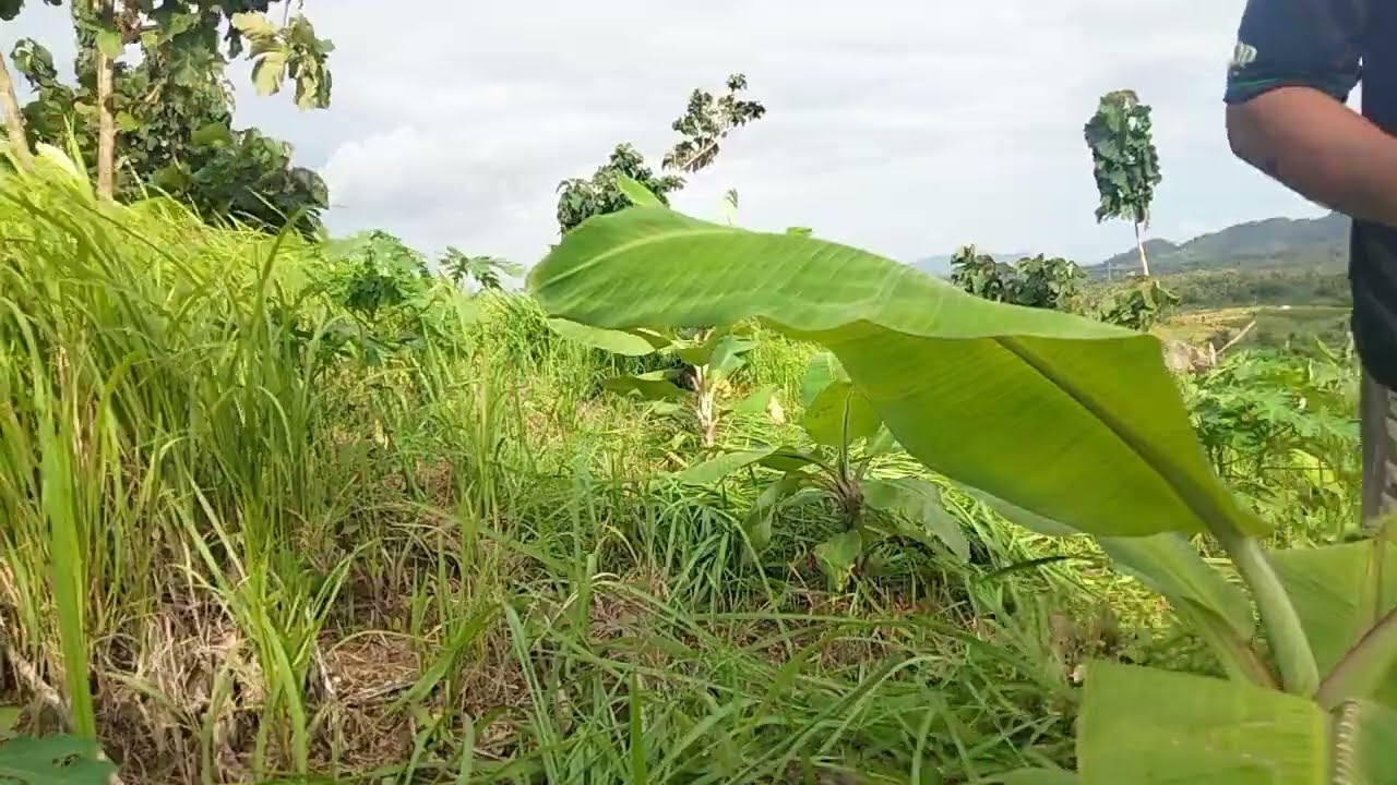 Budidaya pisang ambon warangan di topeng reges