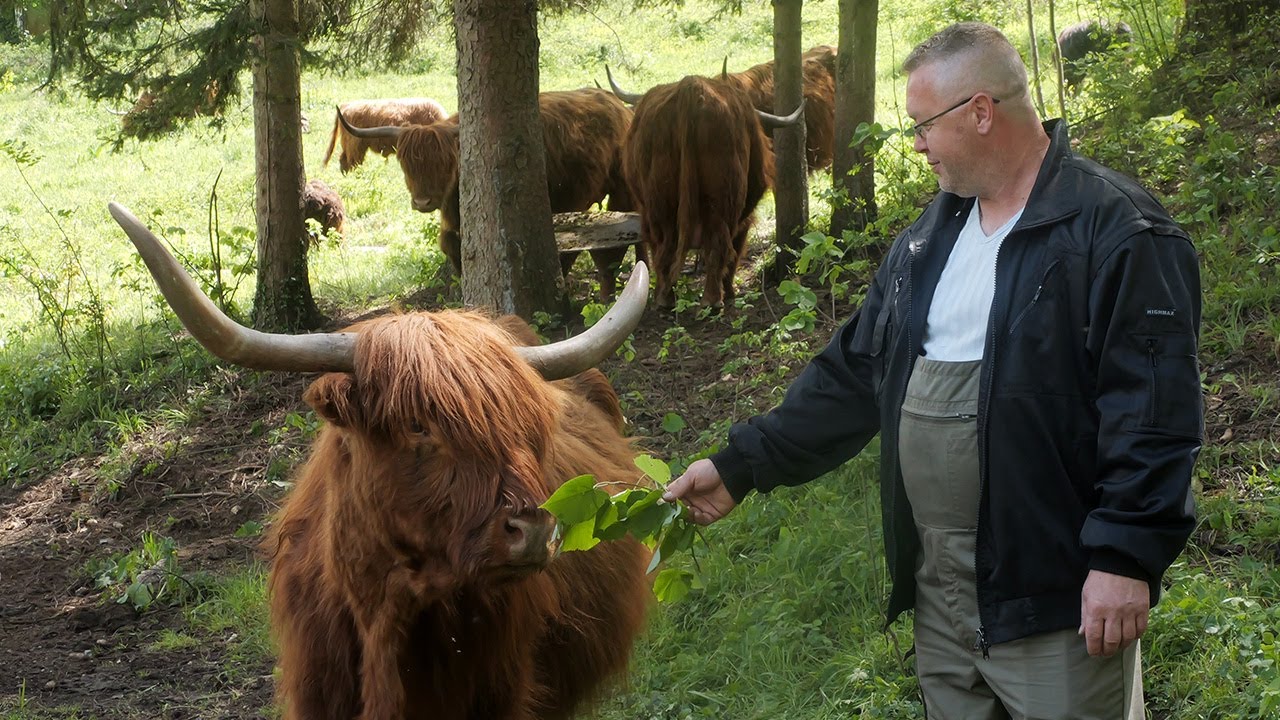Daju vrhunsko meso, a jedu samo travu i sijeno
