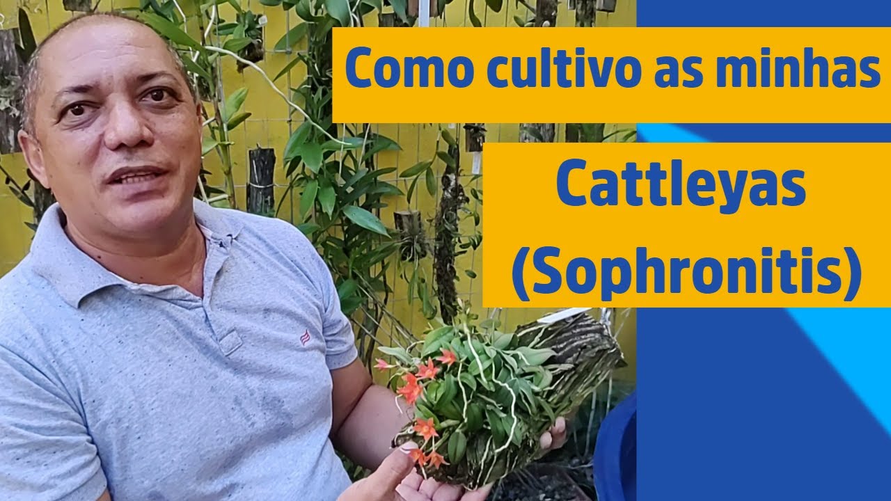 Como cultivo as minhas Cattleyas (Sophronitis) - Robério Ferreira