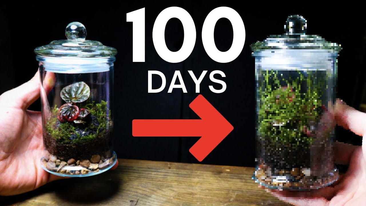 Closed Terrarium 100 Days Later!