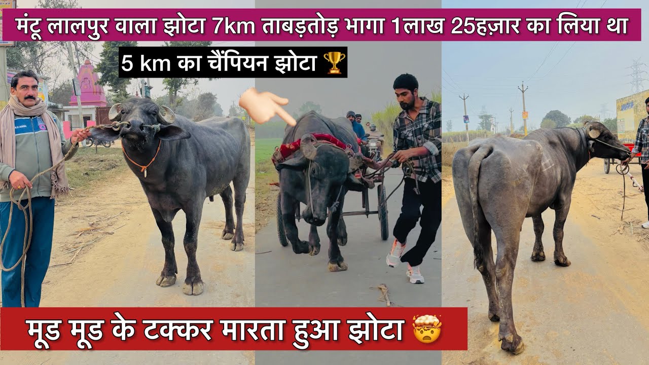 मंटू लालपुर वाला झोटा 7km ताबतोड़ वाला भागा मूड मूड के टक्कर मारता हुआ ये राजिस्थानी ख़ूँख़ार झोटा !