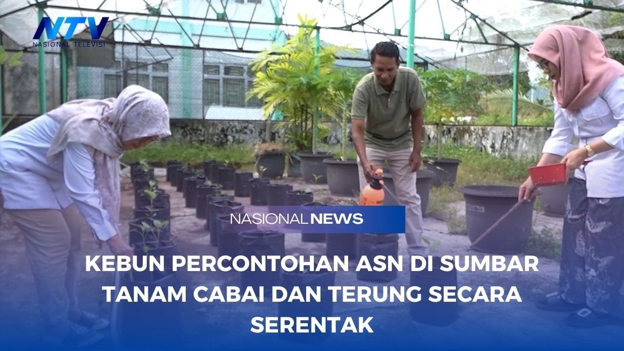 KEBUN PERCONTOHAN ASN DI SUMBAR TANAM CABAI DAN TERUNG SECARA SERENTAK