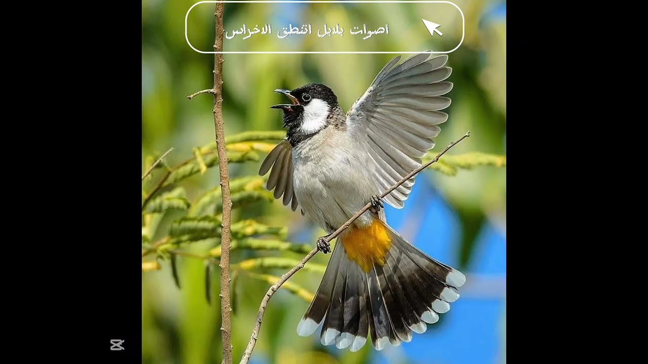 اصوات بلابل تغريد بلبل قوي ينطق الاخسر وهام للصيد البقيه يجيب البلابل البعيده