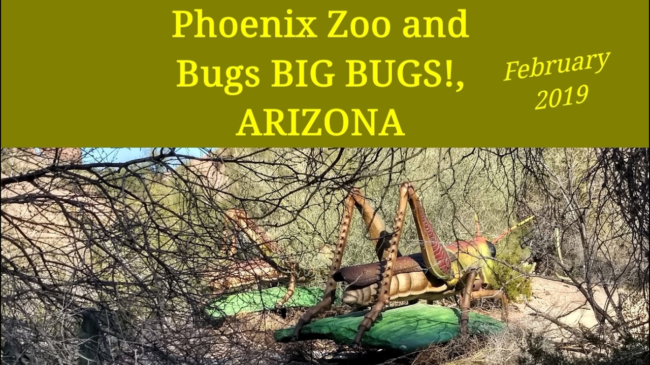Arizona Phoenix Zoo and Bugs BIG BUGS! 2019
