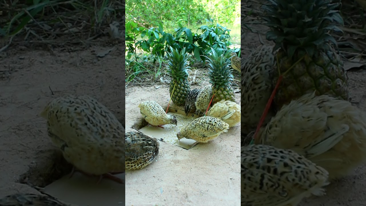 Make DIY quail trap using pineapple 