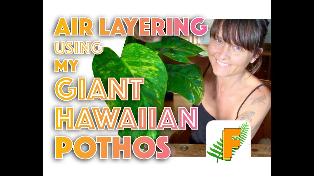 Giant Hawaiian Pothos - Air Layer Propagation