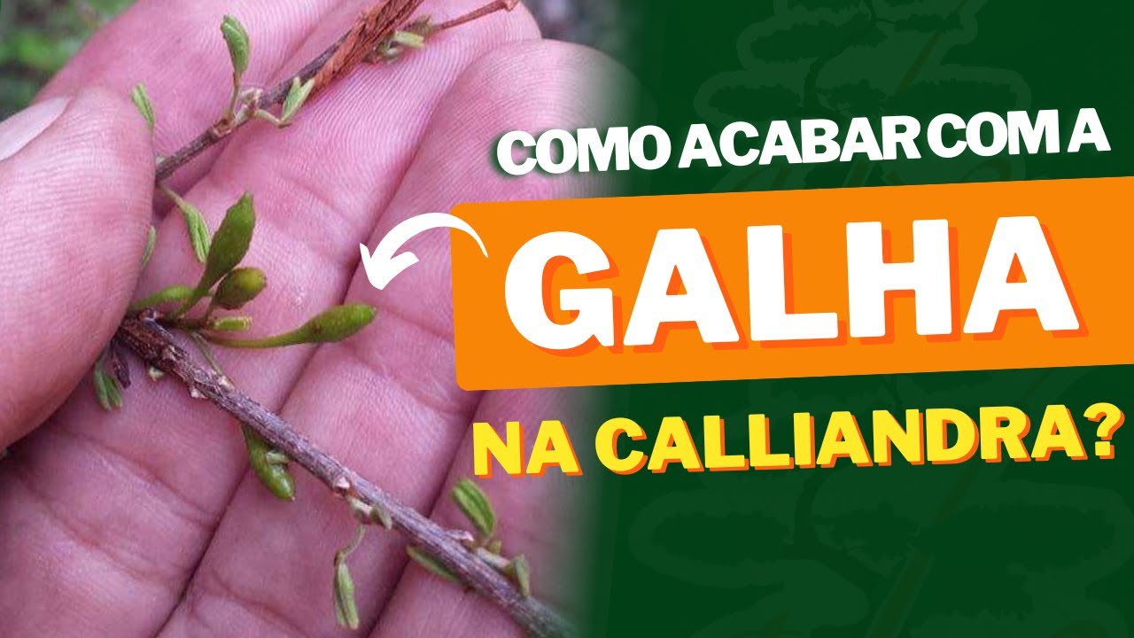 LINDO BONSAI DE CALLIANDRA MORRENDO | PRAGA DA GALHADA