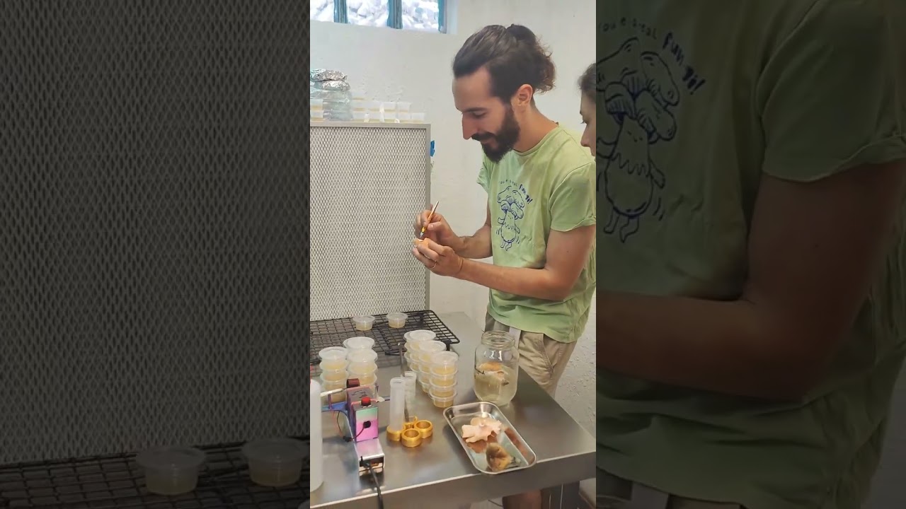 👨&zwj;🏫Te ense&ntilde;amos a aislar setas silvestres