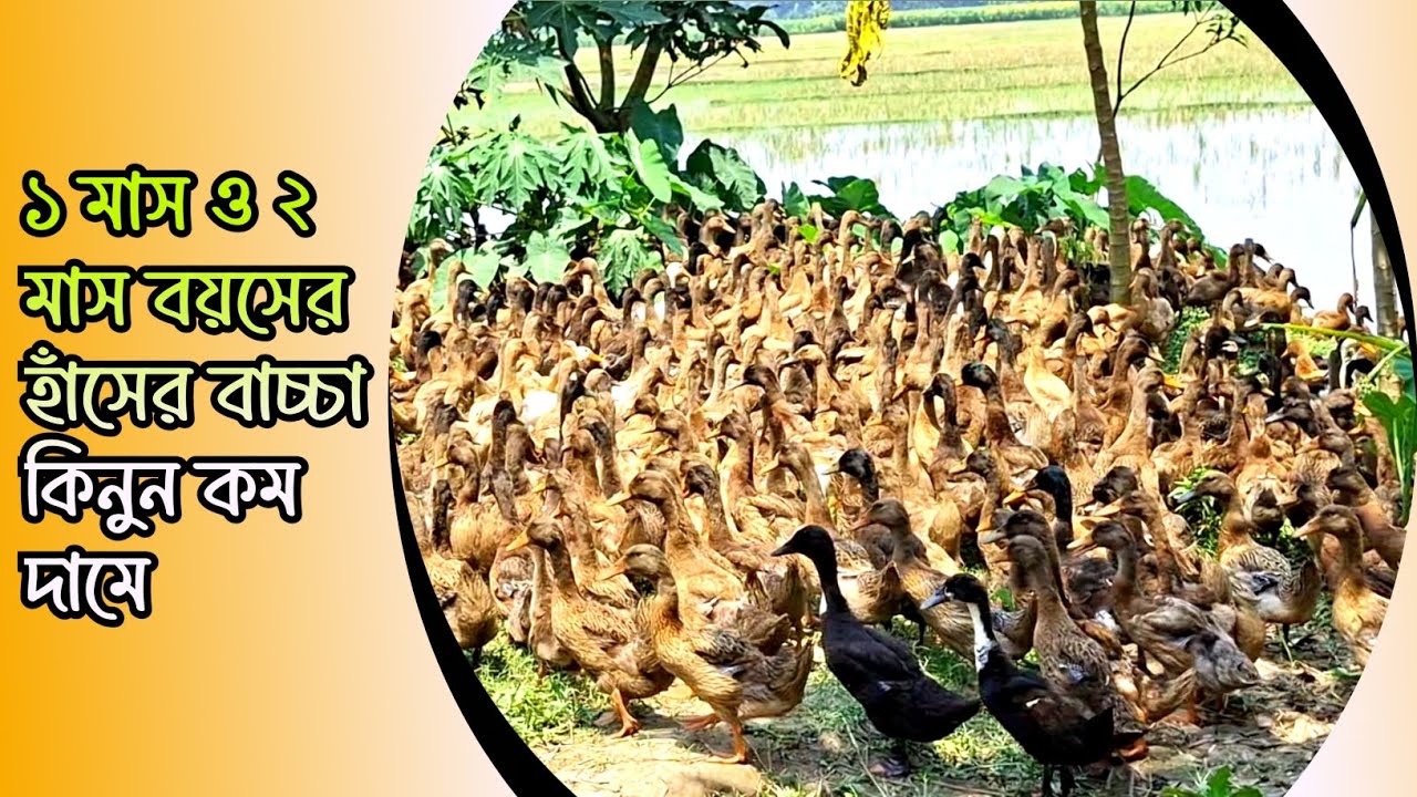 ১ মাস ও ২ মাস বয়সের হাঁসের বাচ্চা কিনুন কম দামে। নাজাহ্ ডাক হ্যাচারী এন্ড খামার। 100% organic Duck