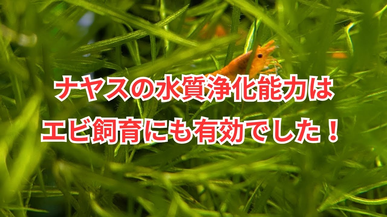 ナヤスをエビ水槽に入れたら凄く調子が良くなった話