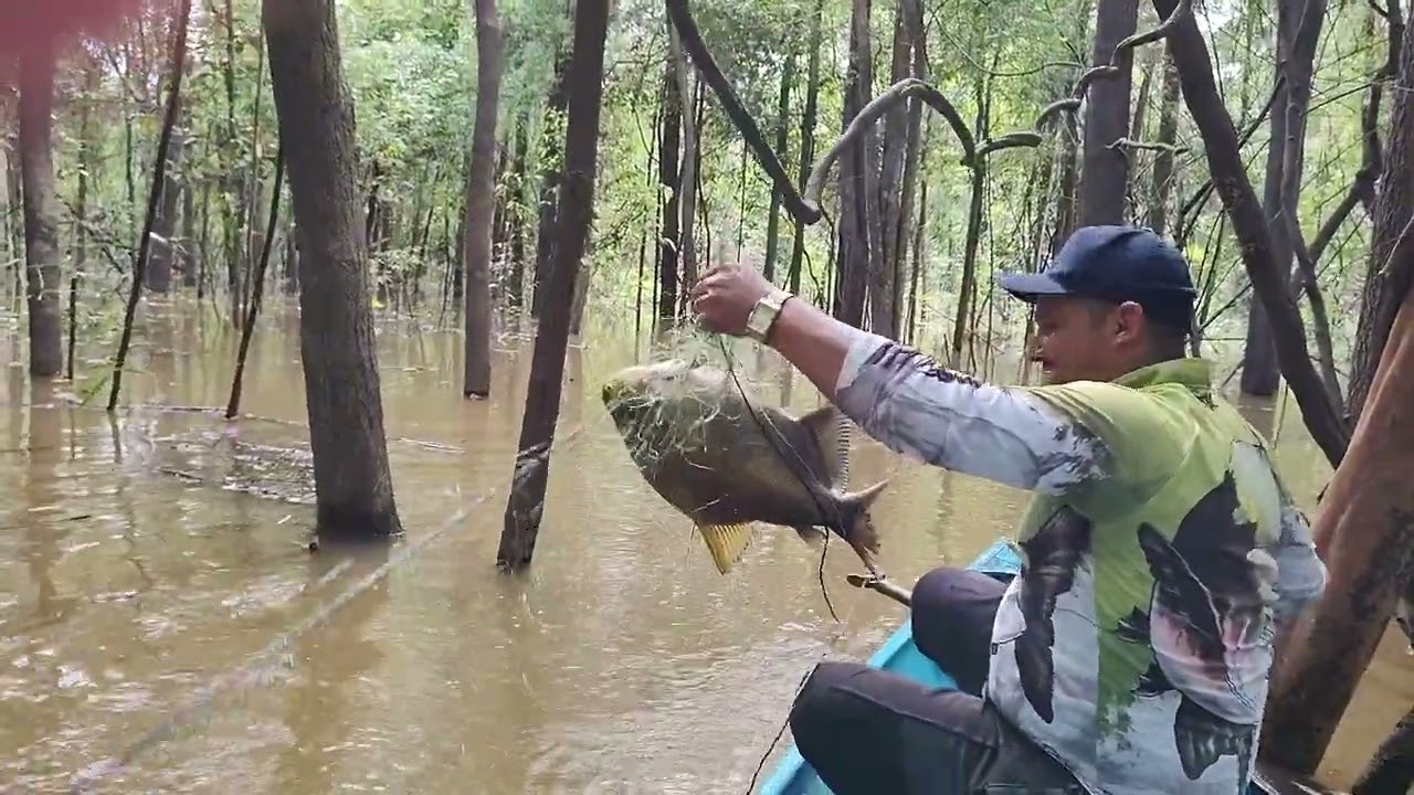 Tambaqui na malhadeira #Beruri #Amazonas