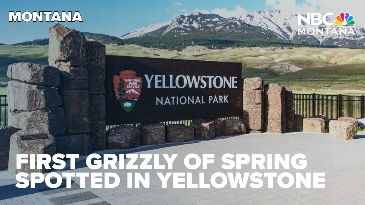 Yellowstone biologists spot first grizzly of spring scavenging bison carcass