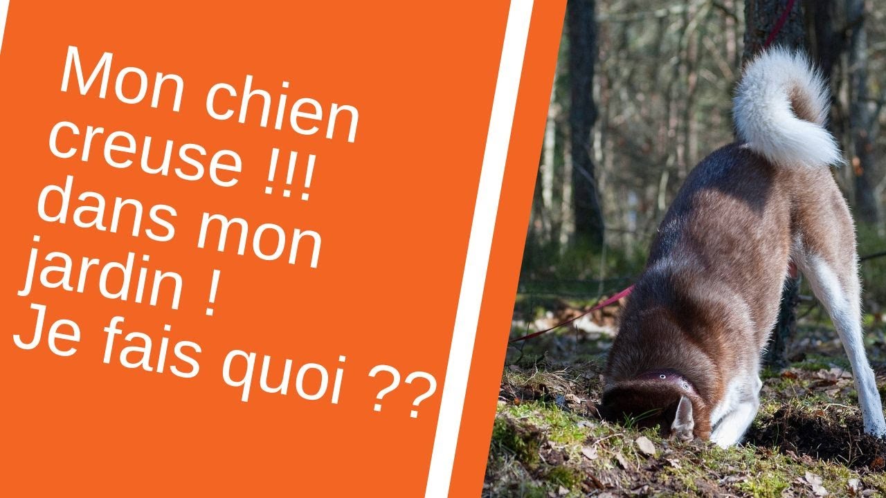 Mon chien creuse dans le jardin | fait des trous | que faire ?