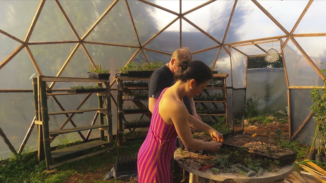 Plantando mudas aromáticas na estufa geodésica