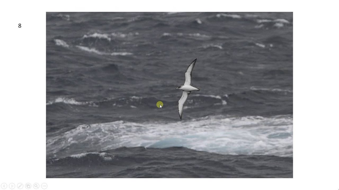 Bird ID made easy - Large Shearwaters