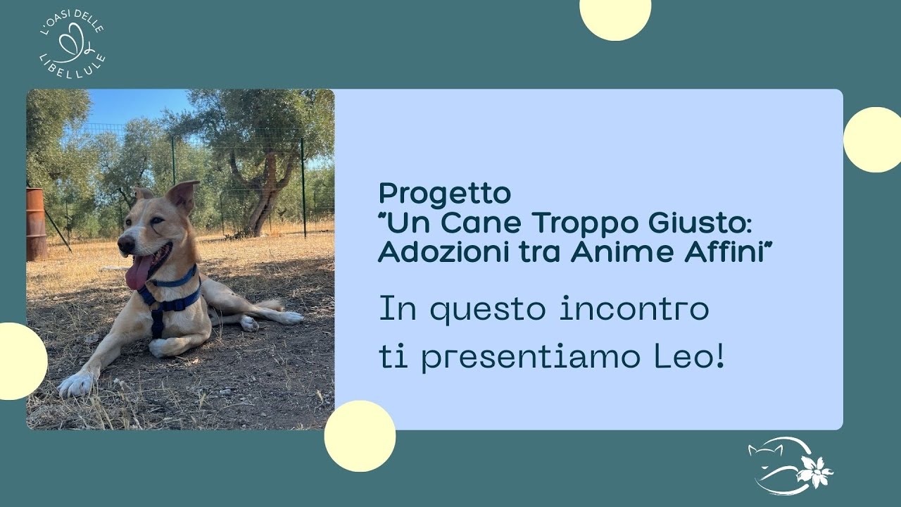 Un Cane Troppo Giusto: Leo