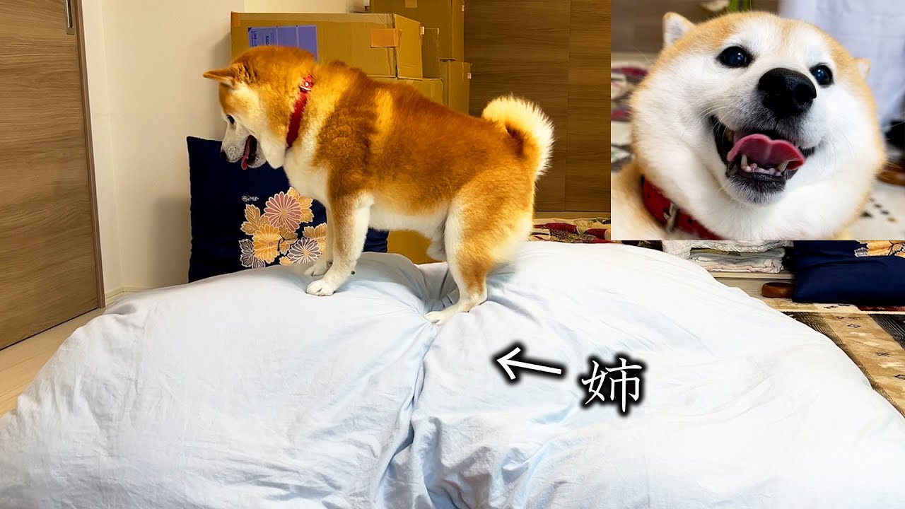 Shibe found his sister in a bed in a temporary housing apartment. → Explosion of joy 【DAy57】