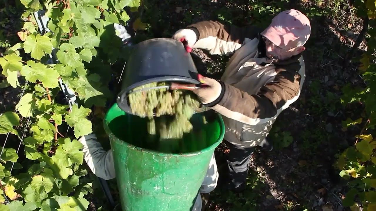 WEINGUT Forstmeister Geltz-Zilliken