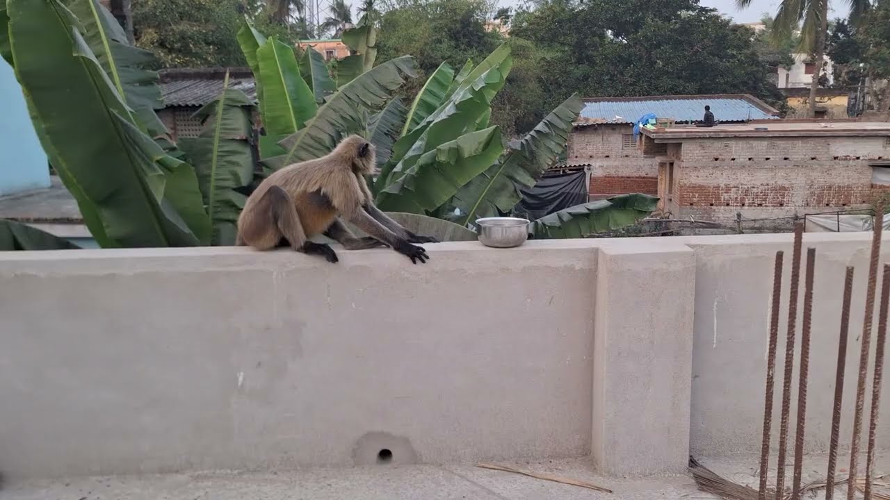 Monkey Trusts Human While Drinking Water | Beautiful Bond