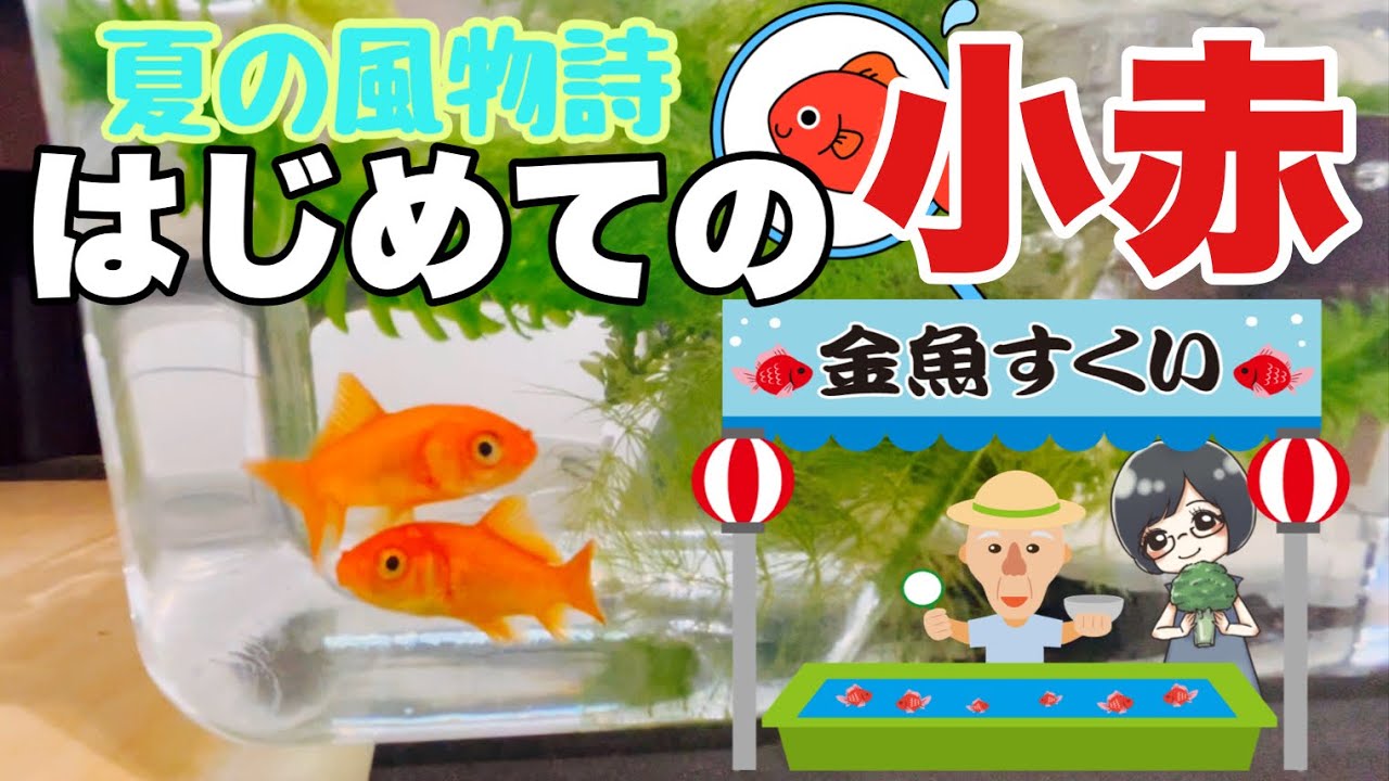 【金魚すくい】小赤が可愛すぎる。29歳女性が初めての金魚すくいに挑戦。