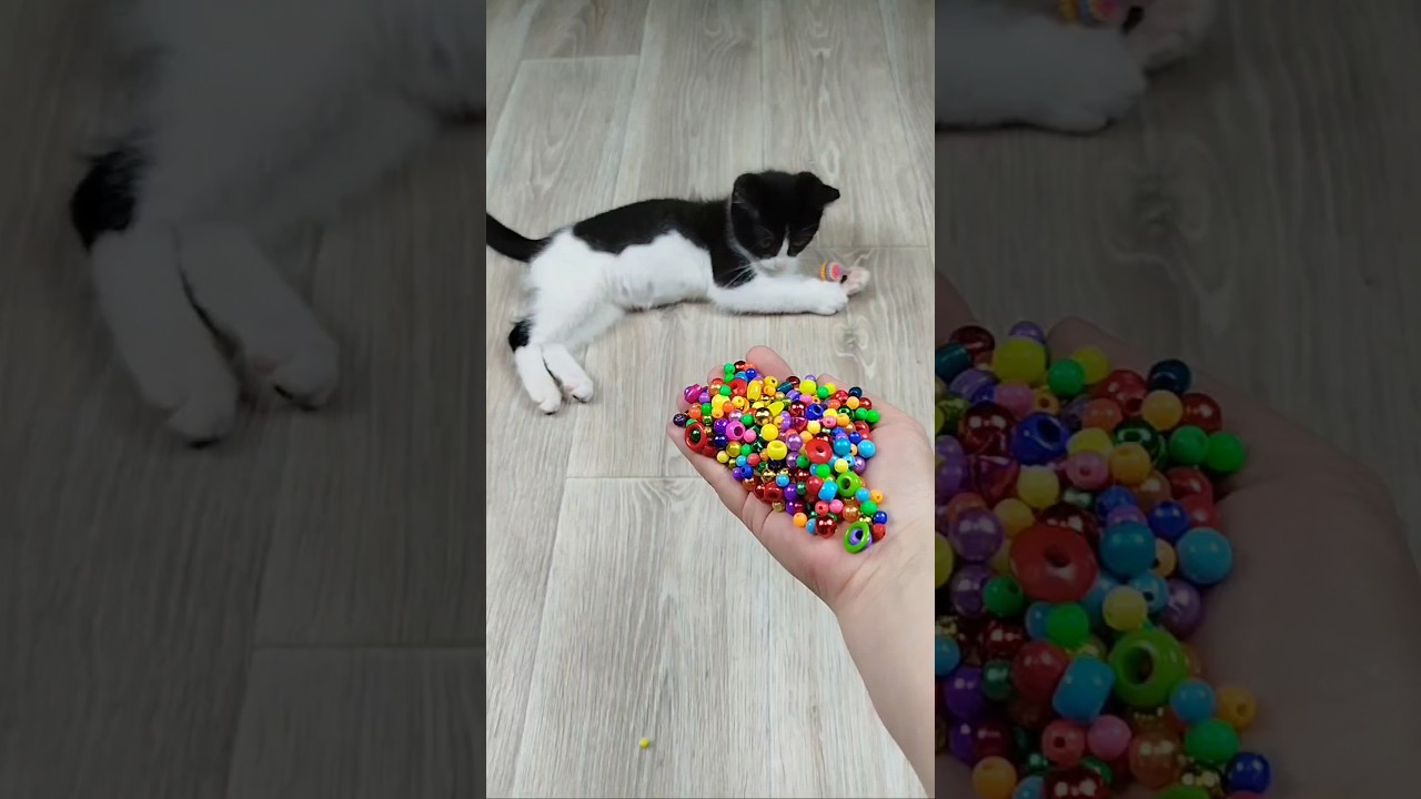Funny Cat Vasj 😁🐱 Beads 📿 Reverse Video #reversevideo #funny #marblerunandmore #cat #asmr