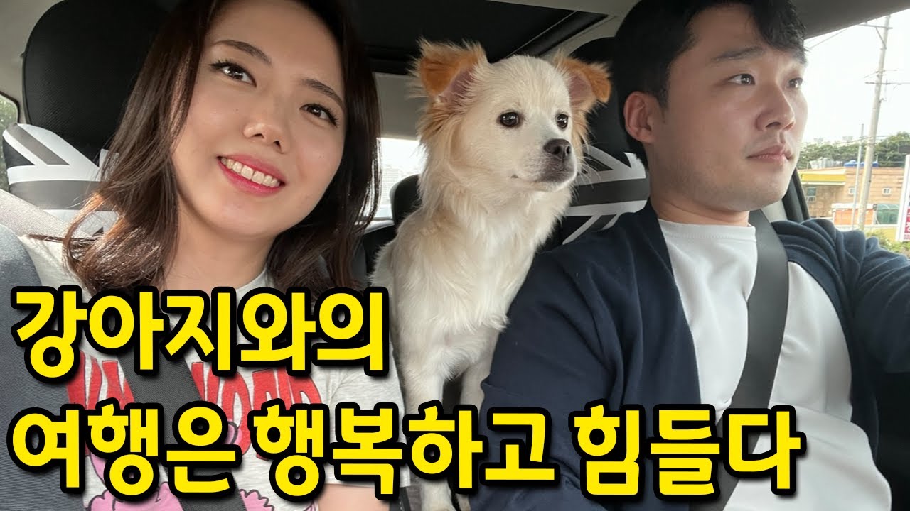 강아지와의 여행은 행복하고 힘들다