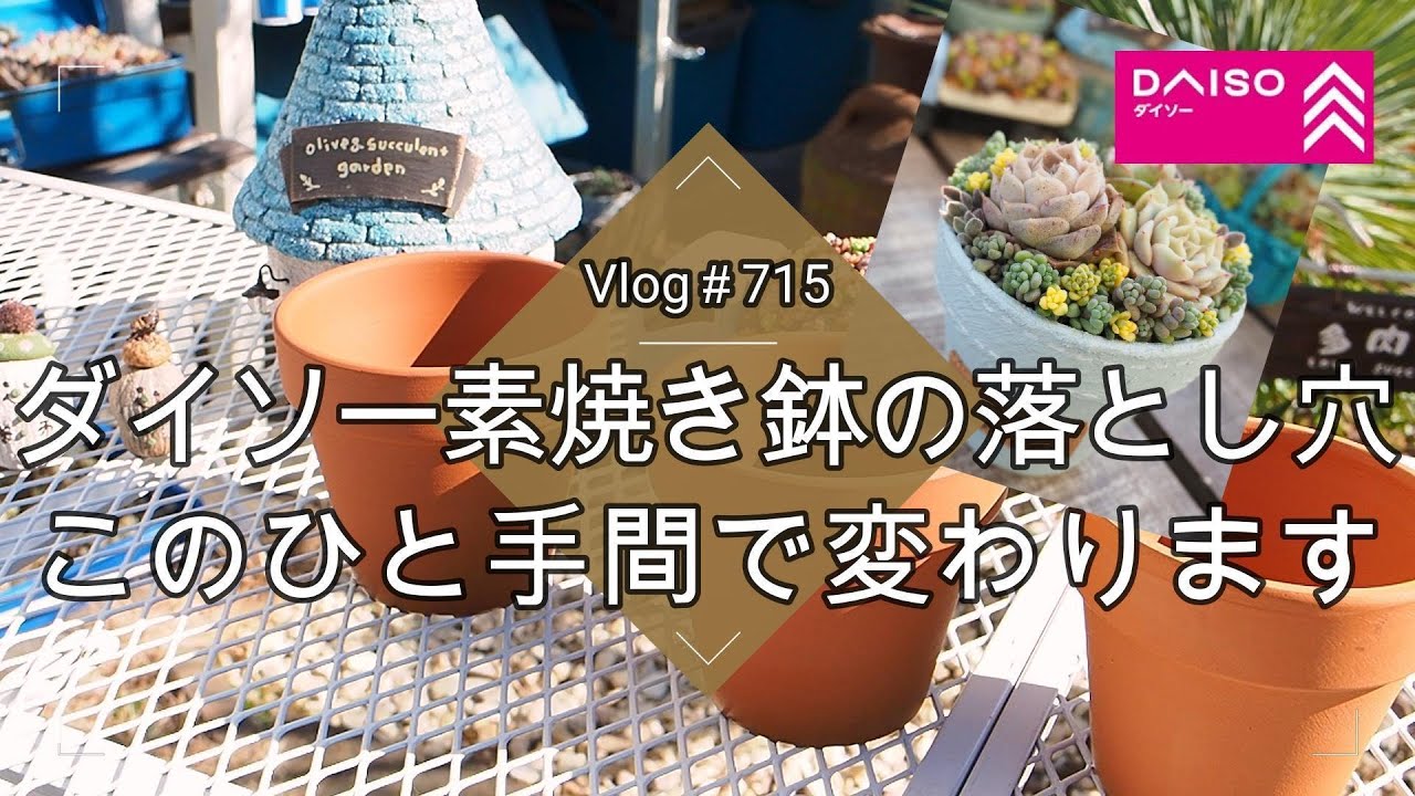 【Vlog715】【多肉植物】ダイソー素焼き鉢の落とし穴🪴このひと手間で変わります【DAISO】【ダイソー鉢シリーズ①】