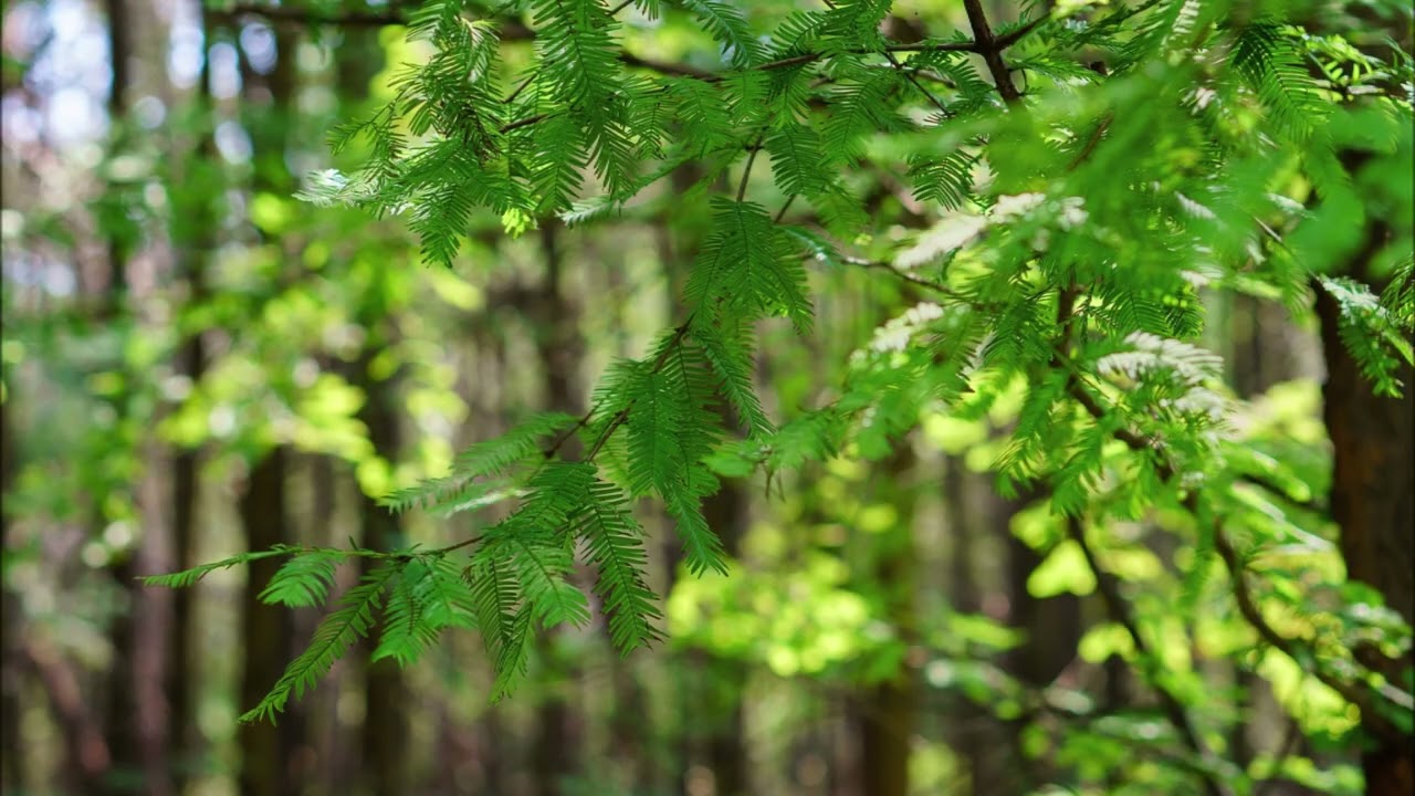 Find the bald cypress tree in this video