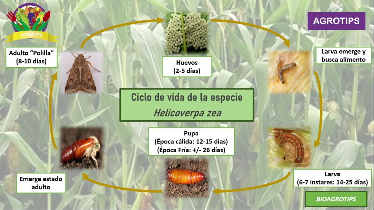 Ciclo de vida 