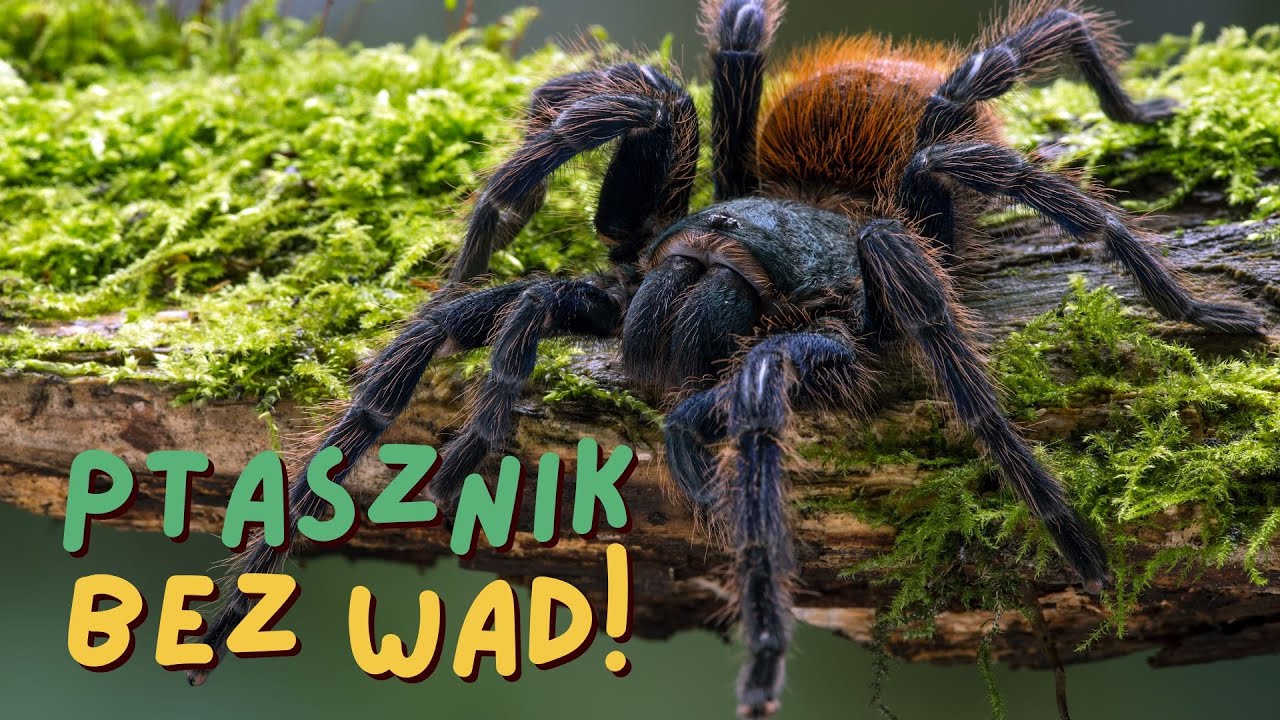 Ptasznik IDEALNY feat. Chromatopelma cyaneopubescens