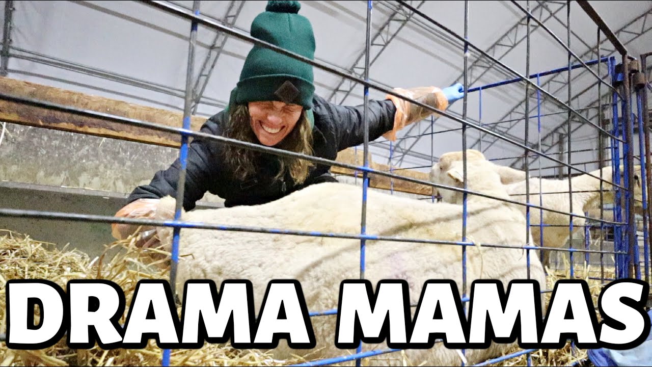 SO MUCH DRAMA, MAMAS...🤰🤦‍♀️ | backwards, upside down, TWO heads and ONE hole😫 | Vlog 562
