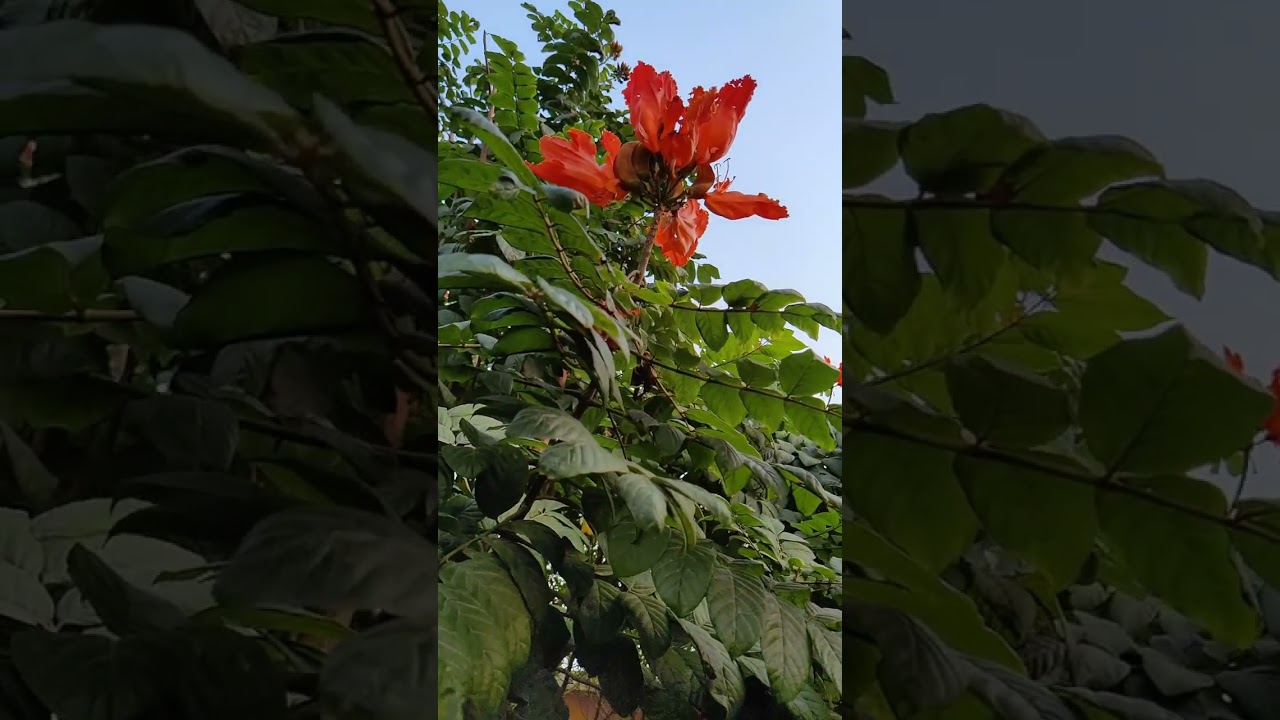 Spathodea campanulata flower #rugtoora #shorts #flowers #orangeflowers #epilepsy