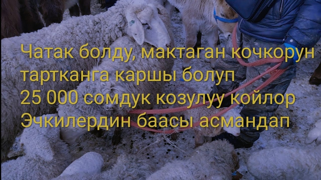 Ат-Башы мал базар 15.02.2026