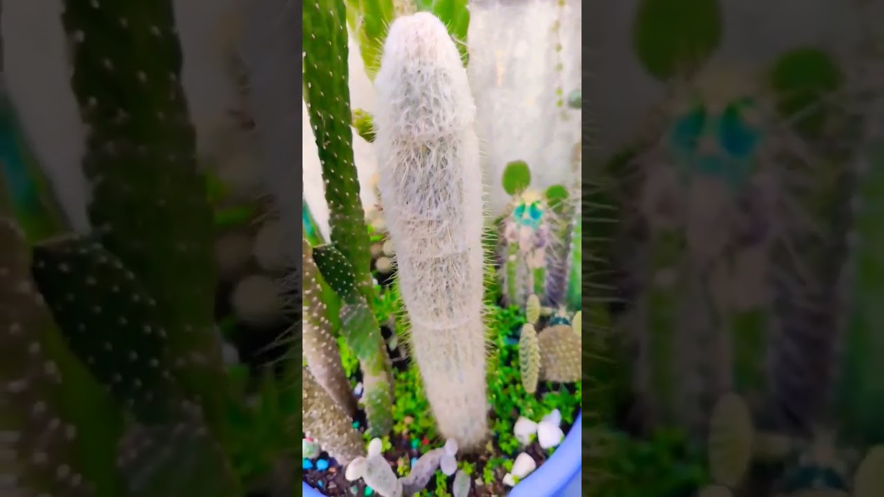 cacto azul e Cacto cabelo de veio #cactosesuculentas #cactus #cactos #suculentas