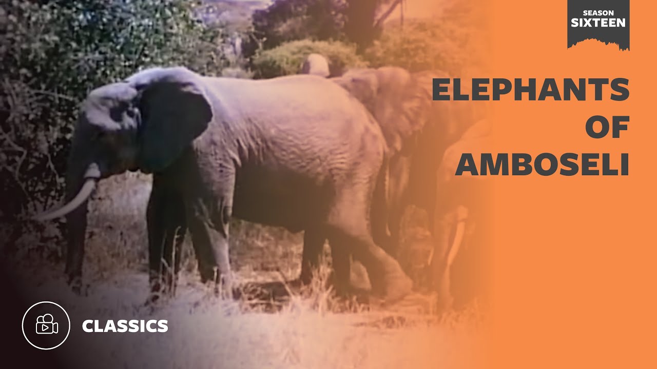 Elephants of Amboseli | Mutual of Omaha's Wild Kingdom