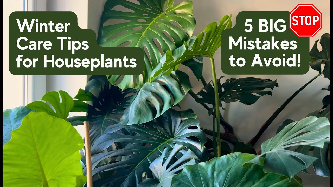 ✅ Winter Plant Care Tips: 5 BIG Mistakes to Avoid! Houseplants Winter Care