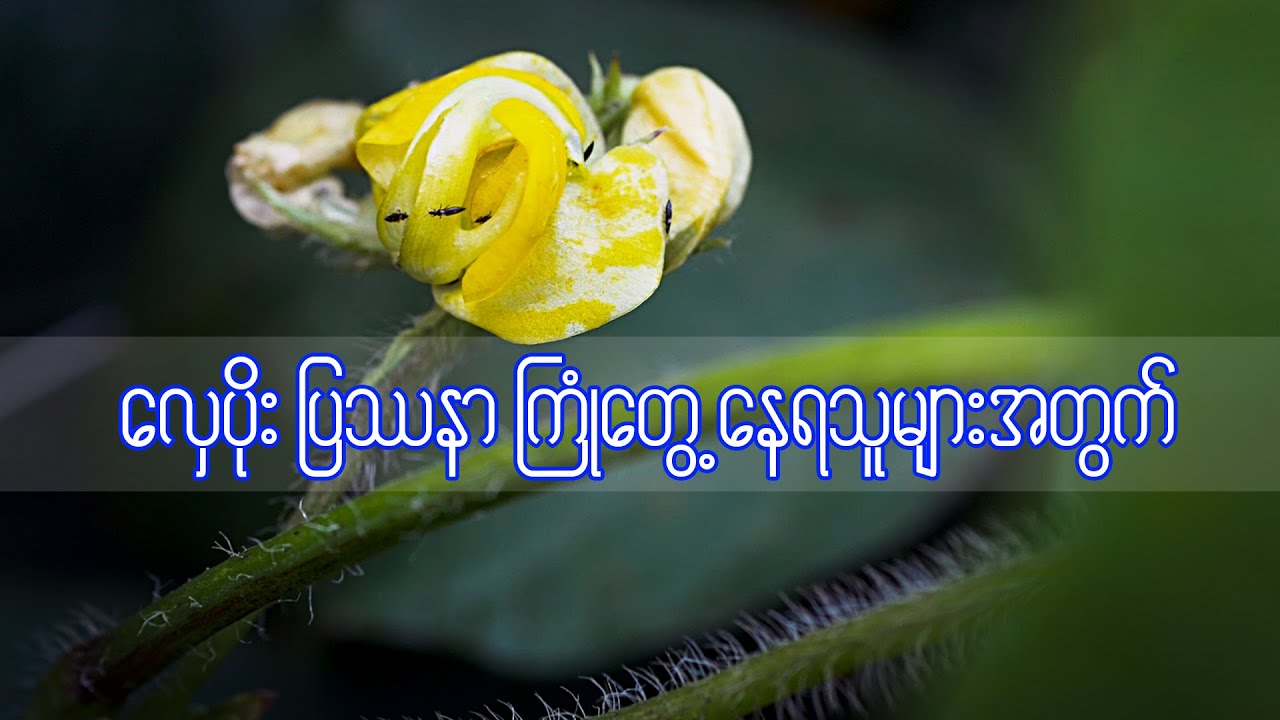 မတ်ပဲ၊ပဲတီစိမ်းခင်းများထဲမှ လှေးပိုး