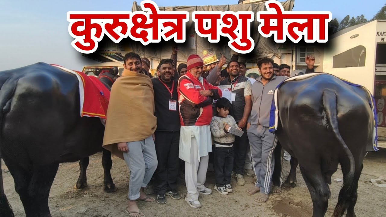 कुरुक्षेत्र पशु मेले में जीत की किल्की, देखिए बच्चों को भी साथ लाए पशुपालक।