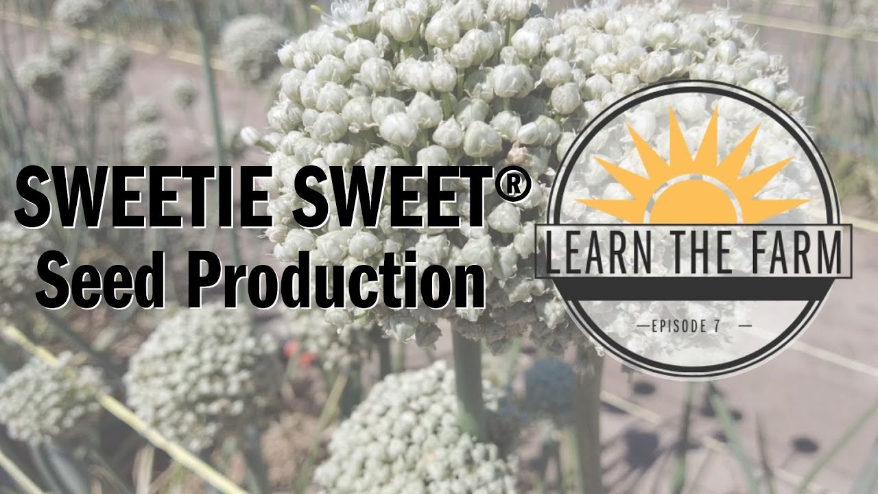 Learn the Farm- Episode 7 Sweetie Sweet® Seed Production