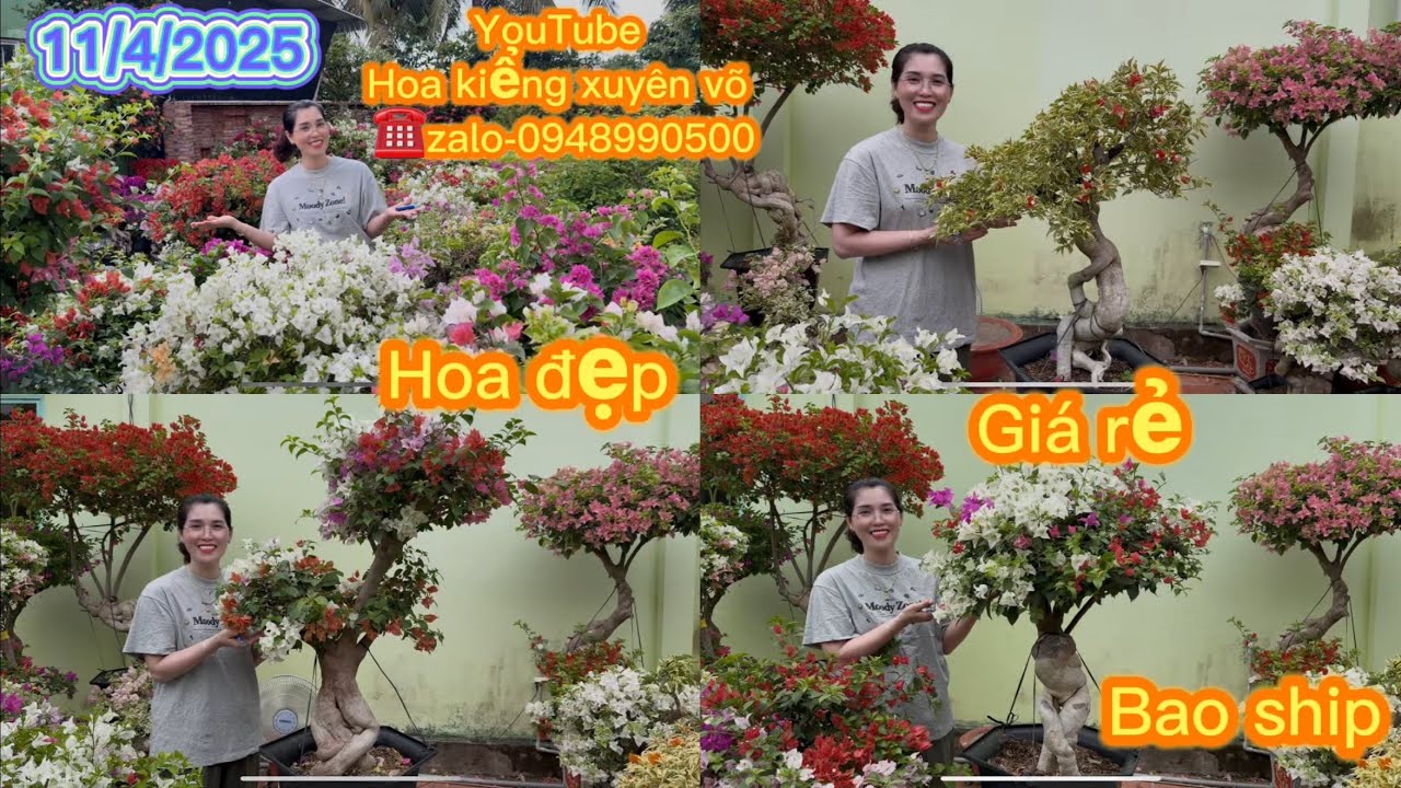Hoa kiểng xuyên võ ngày 11/4/2025 nhiều hoa giấy đẹp, giá rẻ, bao ship