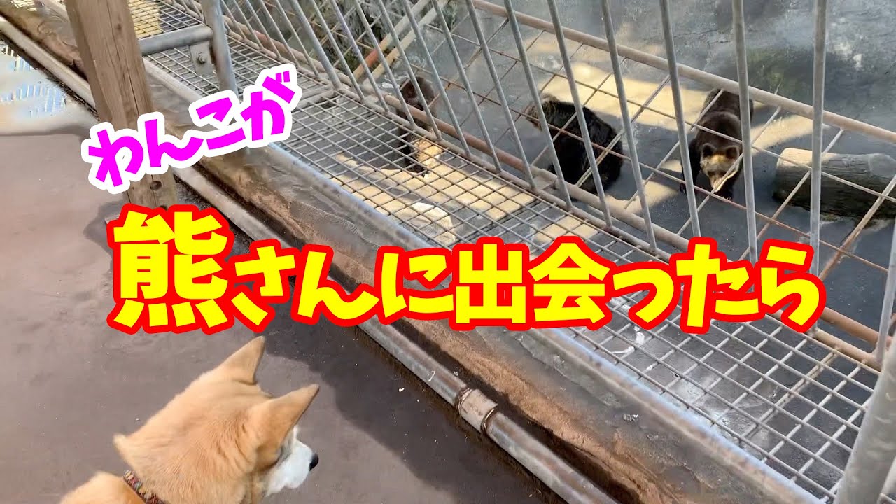 【わんことクマ見学🐻】カドリードミニオンで遊ぶ🐕🐾2019年12月Watch a bear with a dog