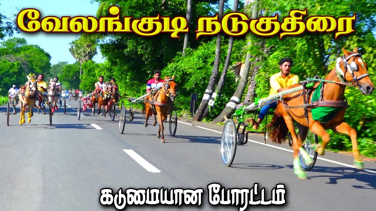 சிவகங்கை மாவட்டம் வேலங்குடி நடுக்குதிரை22.06.2024_ksk_horse_race