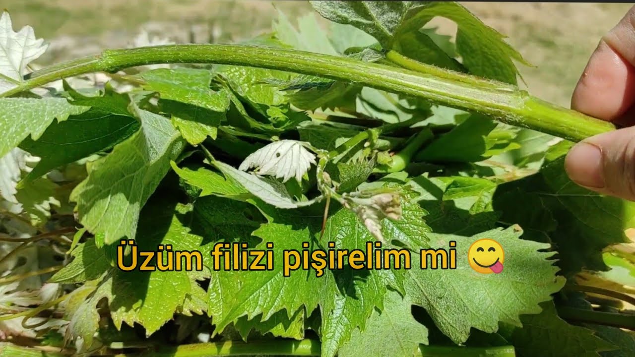 Üzüm filizi pişirelim mi, 😋