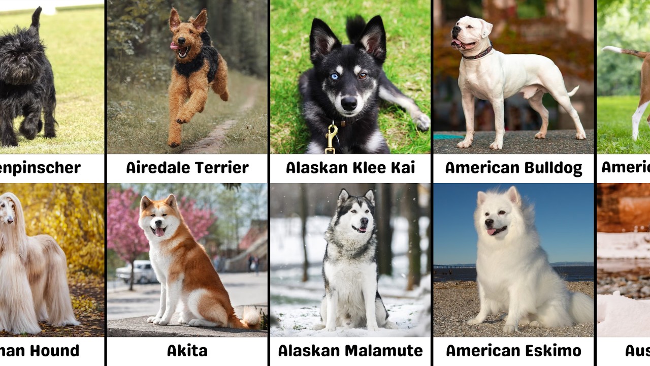 All Dog Breeds and What They Look Like